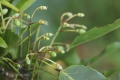 Paramignya monophylla